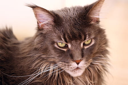 closeup photo of gray cat thumbnail