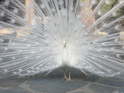male white peacock spreading its tail thumbnail
