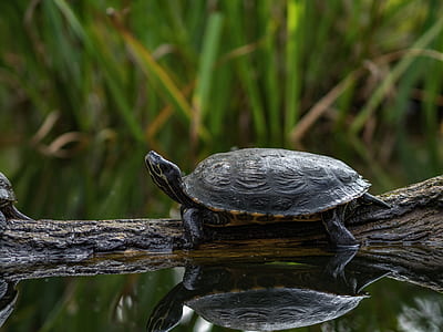 turtle on tree branch thumbnail