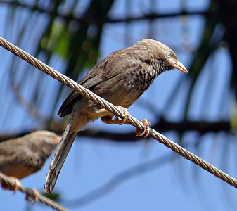 White-Headed Babbler thumbnail