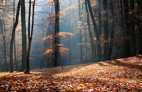 dried maple leaves beside trees thumbnail
