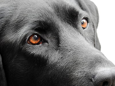 adult black Labrador retriever thumbnail