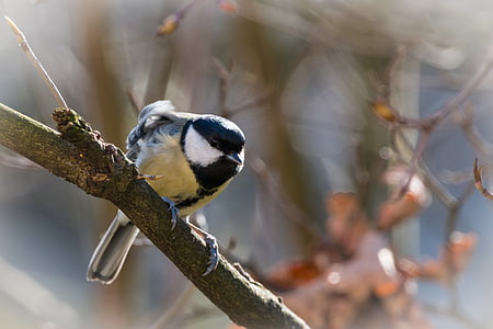 yellow and gray bird perching on branch thumbnail