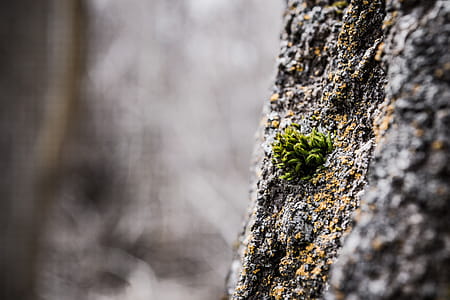 Shallow Focus of Green Leafed Plant thumbnail