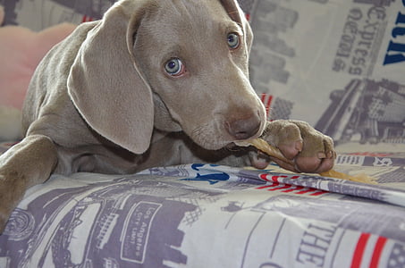 grey Weimarener puppy thumbnail