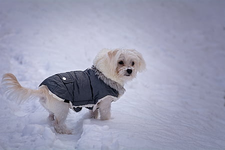 long-coated white dog with black jacket on snow covered ground thumbnail
