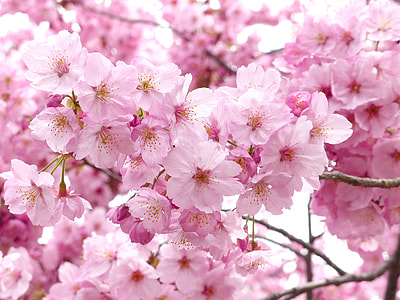 pink flowers thumbnail