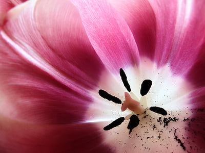 pink and white tulip macro photography thumbnail