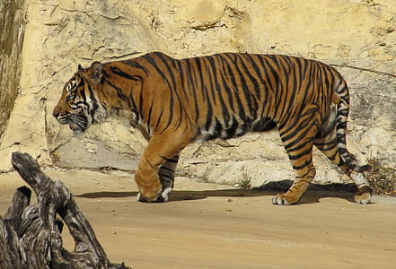 tiger walking beside grey concrete wall thumbnail