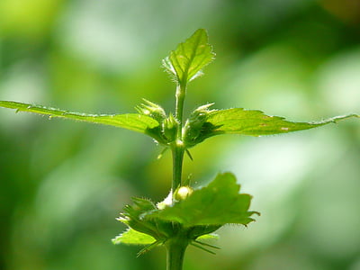shallow focus photography of green leaves thumbnail