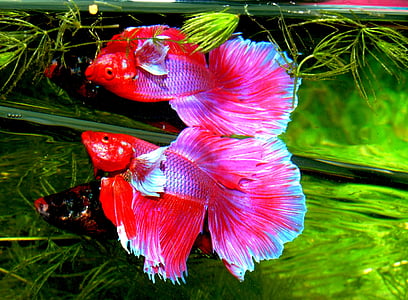 pink fishes thumbnail