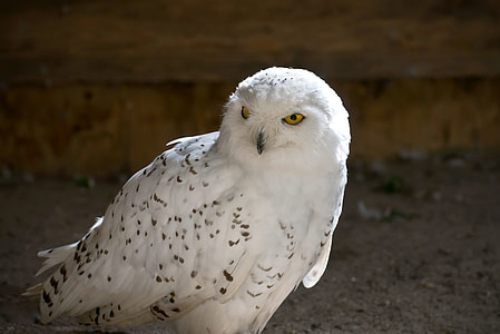white and black owl closeup photography thumbnail