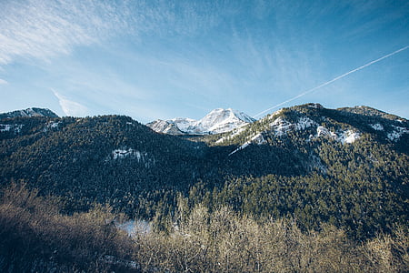 forest trees under blue sky thumbnail