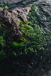 Seaweed covering a rocky beach thumbnail