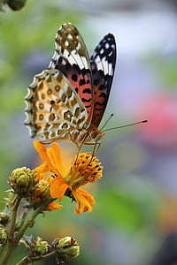 close-up photo of black, red, and white butterfly on orange flower thumbnail