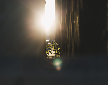 selective-focus photography of green leafed plant thumbnail