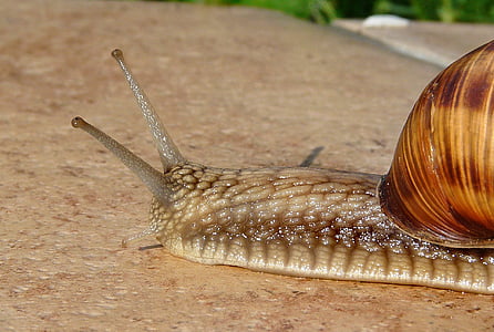 macro shot of brown snail thumbnail