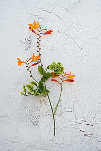 orange and green flowers thumbnail
