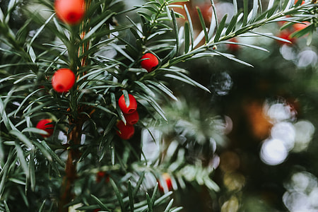 Close-ups of needle and fruit on trees thumbnail