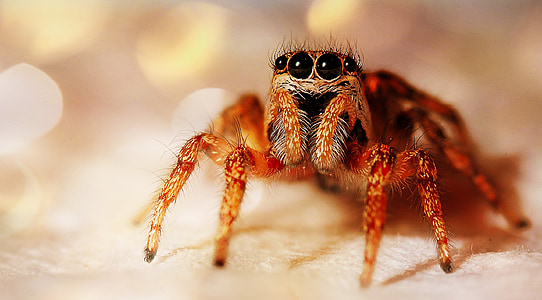 macro shot photography of spider thumbnail