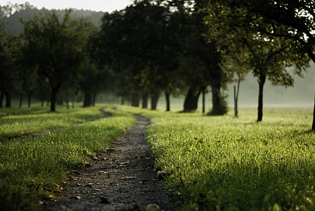 green leafed trees thumbnail
