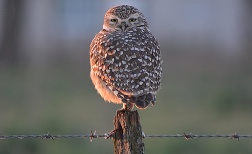 selective focus photography of gray and white owl thumbnail