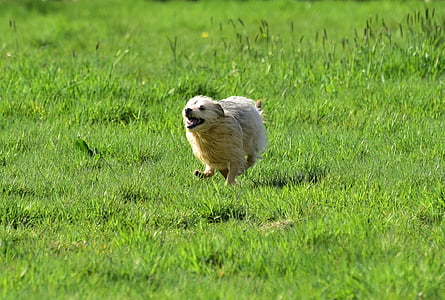 dog running across grass field during daytime thumbnail