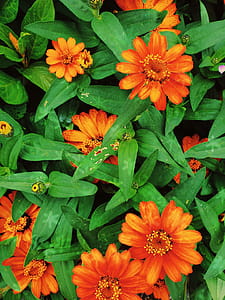 Closeup View of Orange Flowers thumbnail