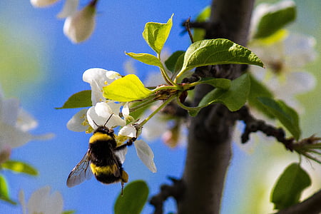 bumble bee on white petaled flower thumbnail