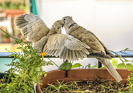 Two Brown Feathered Birds Perched on Black Metal Bar Near Green Plant at Daytime thumbnail