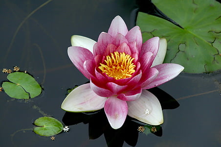 pink lotus flower thumbnail