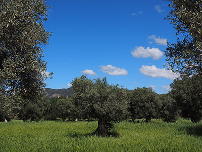 green leafed trees and green grass during daytime thumbnail