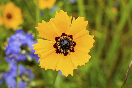 Coreopsis Basalis, Wildflowers thumbnail