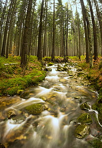 river surrounded by green trees thumbnail