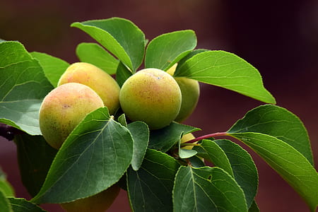 close-up photography of fruits thumbnail