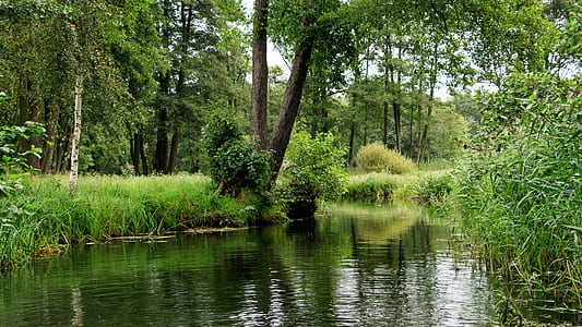 body of water surrounded by trees and grass thumbnail