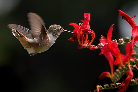 selective focus photography of gray hummingbird taking flight near red petaled flower thumbnail