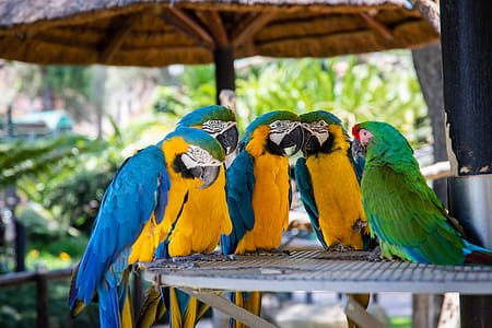 Five Parrots Perched on Brown Wooden Surface thumbnail