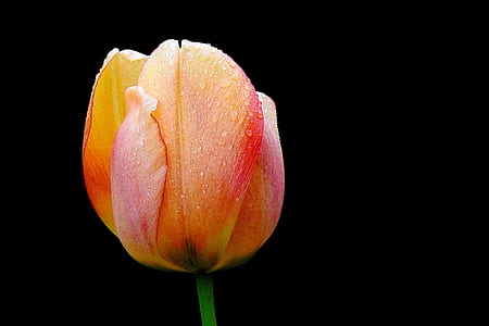 yellow and pink tulip isolated on black background thumbnail