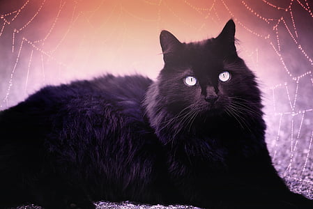 tilt shift lens photography of black cat thumbnail