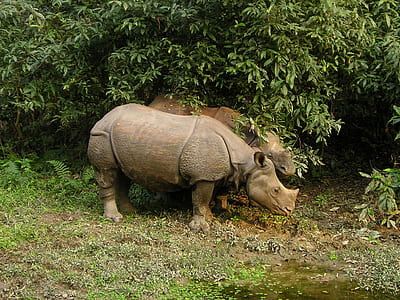 two brown rhinoceros thumbnail