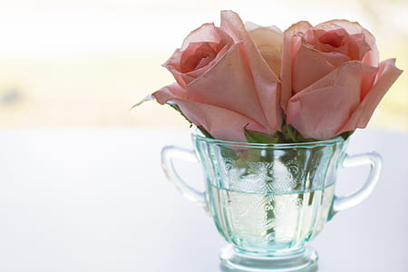 pink roses in glass cup thumbnail