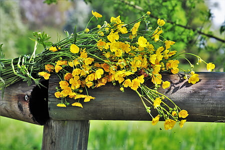 yellow petaled flower on wooden fence thumbnail