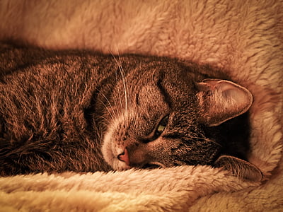 brown tabby cat lying on towel thumbnail