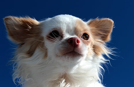 long-haired brown and white dog thumbnail