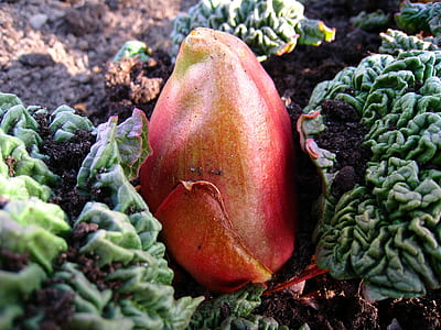 close-up photo of red flower thumbnail