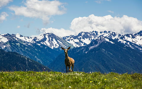 brown deer on green grass during daytime thumbnail