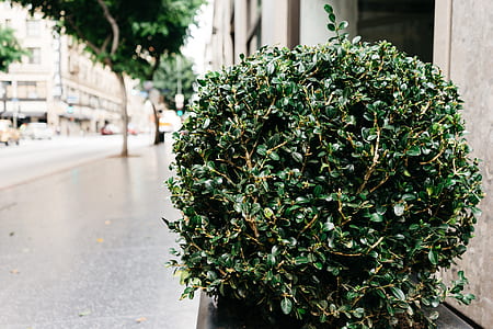 bush, shrub, sidewalk thumbnail