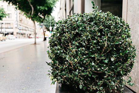 green leafed plants near wall thumbnail
