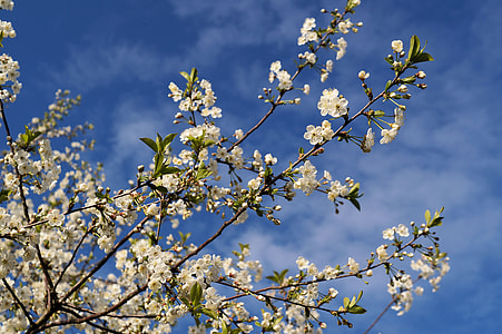 Japanese, Cherry thumbnail